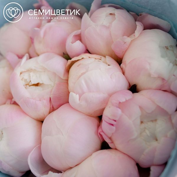 Букет из 11 нежно-розовых пионов Gardenia Premium