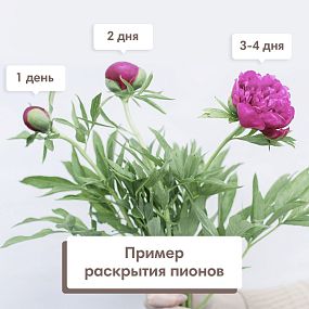 Букет на годовщину свадьбы  из 9 ярко-розовых пионов Standart Plus