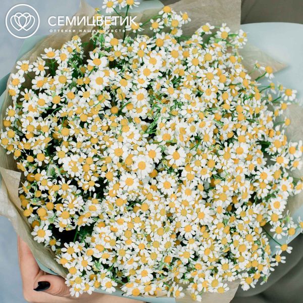 Букет из 51 матрикарии (ромашки)