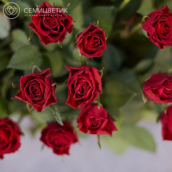 51 красная роза (Кения) Standart с зеленью в корзине