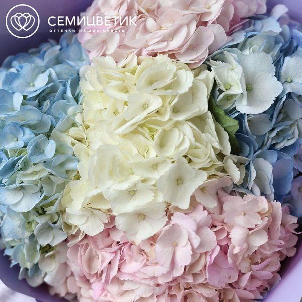 Букет из 5 гортензий нежный микс