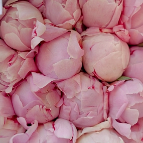 Букет из 15 розовых пионов Premium в розовой пленке