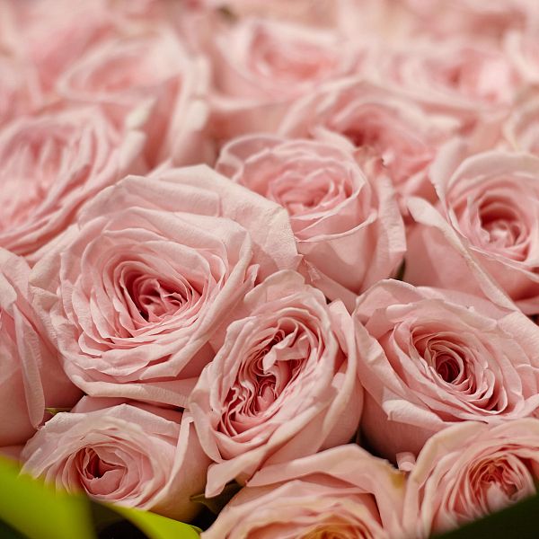 51 розовая одноголовая пионовидная роза 40 см Pink O'Hara