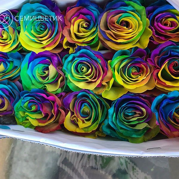 Букет из 101 радужной розы (Эквадор) 60 см