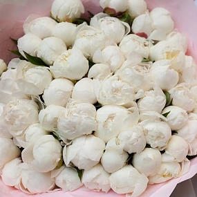 Букет из 51 белого пиона Standart Plus в розовой пленке