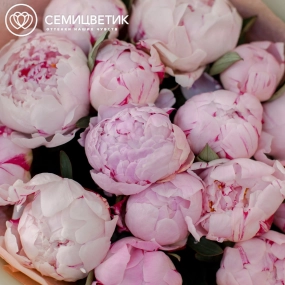 Букет из 15 розовых пионов Standart Plus в сиреневой пленке