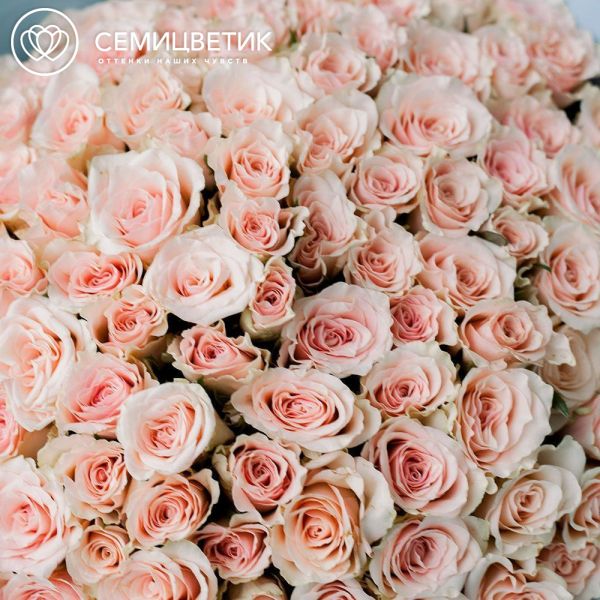 Букет из 101 нежно-розовой розы 40 см (Кения)