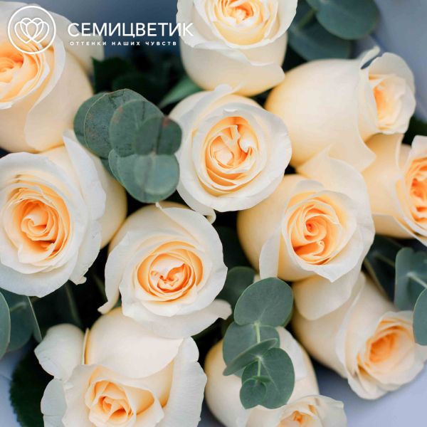 Букет из 11 кремовых роз (Эквадор) 50 см Creme de la Creme с эвкалиптом