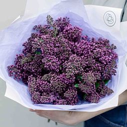 Букет из 25 веток сирени