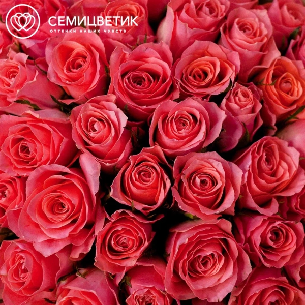 Букет из 51 коралловой розы 40 см (Кения)