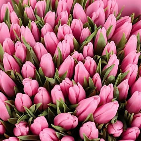 Букет из 101 розового тюльпана 40 см