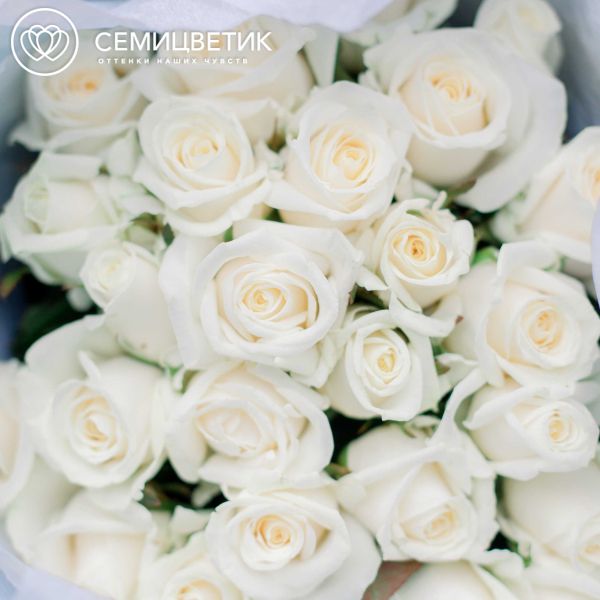25 белых роз (Россия) 35 см