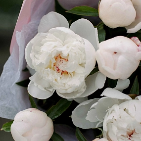 Букет из 11 нежно-розовых пионов Standart в розовой пленке