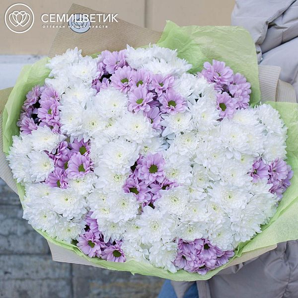 Букет из 51 белой и розовой кустовой хризантемы