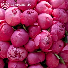 Букет из 51 ярко-розового пиона Command Performance Premium в розовой пленке