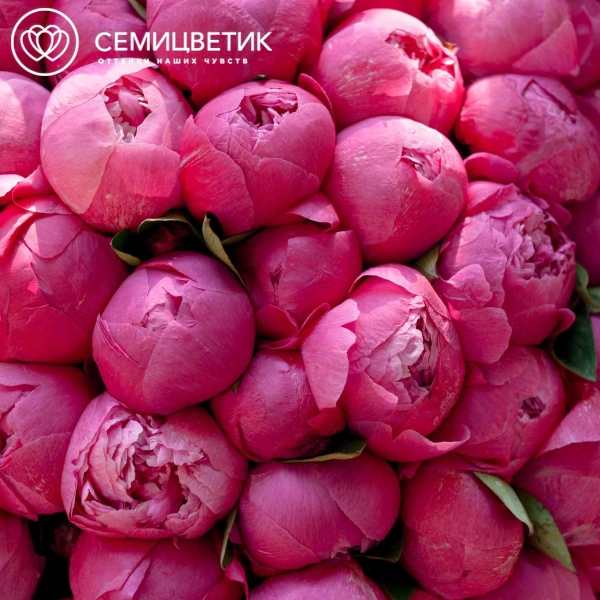 Букет из 51 ярко-розового пиона Command Performance Premium в розовой пленке