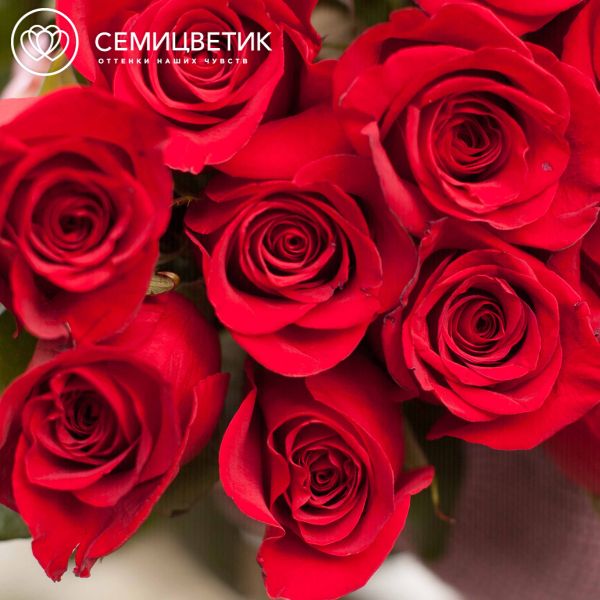 Букет из 15 красных роз (Эквадор) 100 см Freedom