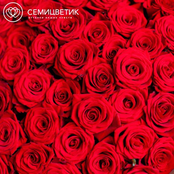 Букет из 51 красной розы 35-40 см (Россия)