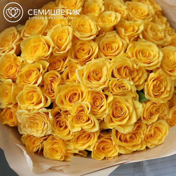 Букет из 51 желтой розы 35-40 см (Россия)