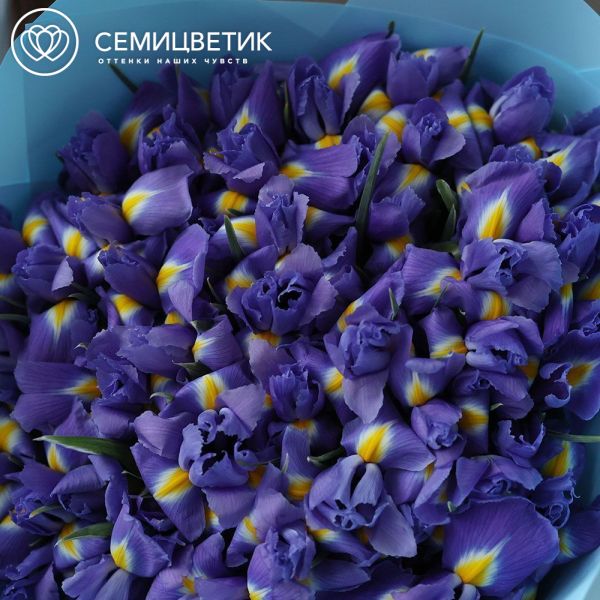 Букет из 51 синего ириса в голубой пленке
