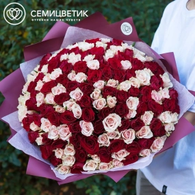 Букет из 151 красной и нежно-розовой розы 40 см (Кения) в бордовой пленке