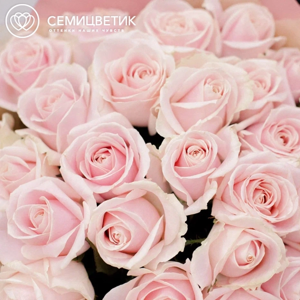 Букет из 25 нежно-розовых роз 50 см (Россия)