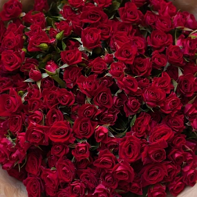 Букет из 51 красной кустовой розы 40 см (Кения) в бородовой пленке