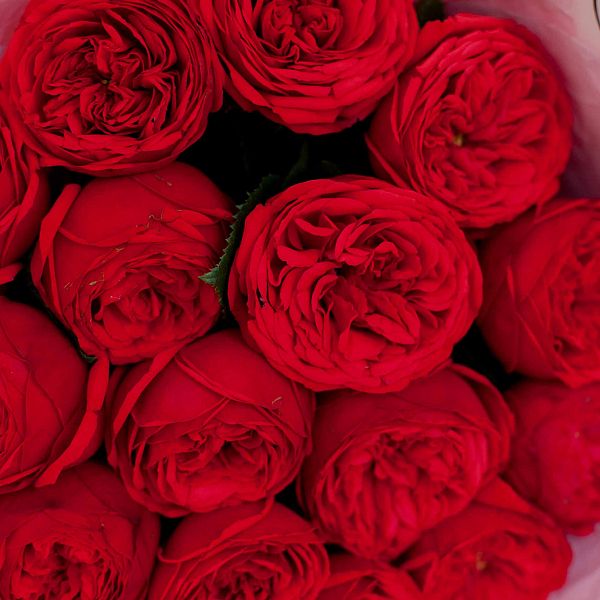 15 красных одноголовых пионовидных роз Red Piano 40 см
