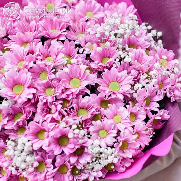 Букет из 25 розовых кустовых хризантем с гипсофилой