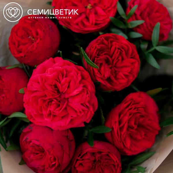 Букет из 9 красных одноголовых пионовидных роз Red Piano 40 см с фисташкой