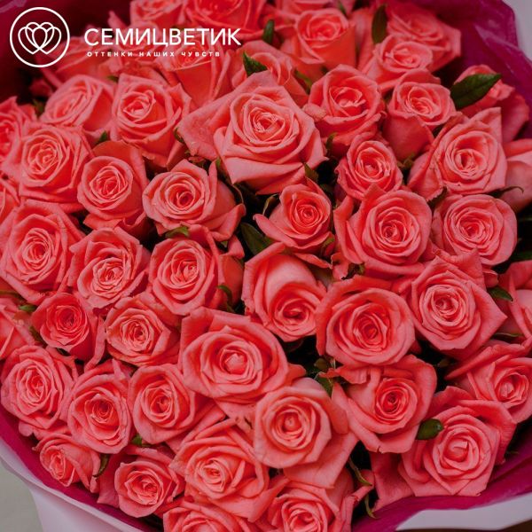 Букет из 51 коралловой розы 35-40 см (Россия)