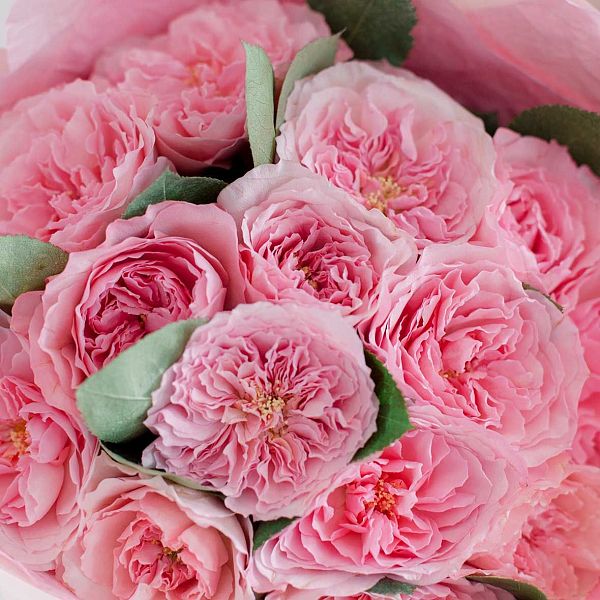 15 пионовидных роз Mayra's Pink 40 см