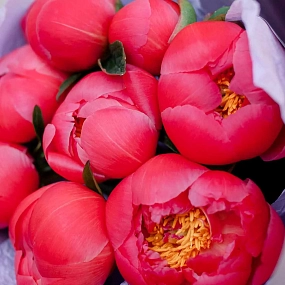 Букет из 9 коралловых пионов Coral Sunset Premium в сиреневой пленке