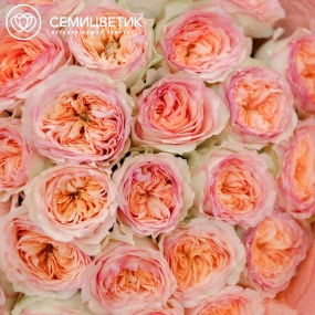 Букет из 25 персиковых пионовидных роз Flash Back 40 см в розовой пленке