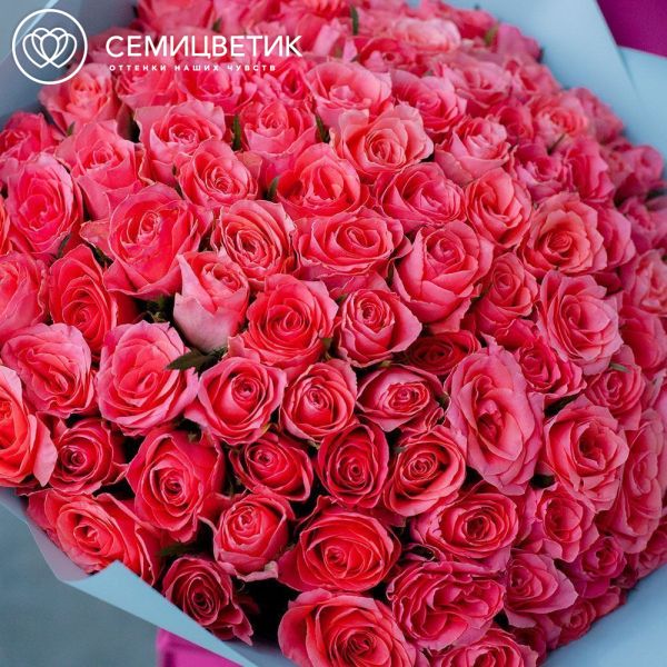 Букет из 101 коралловой розы 40 см (Кения)
