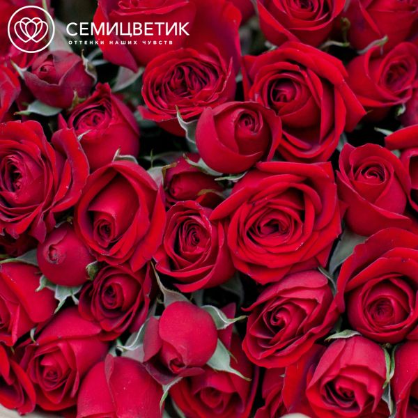 Букет из 11 красных кустовых роз (Эквадор) 40 см