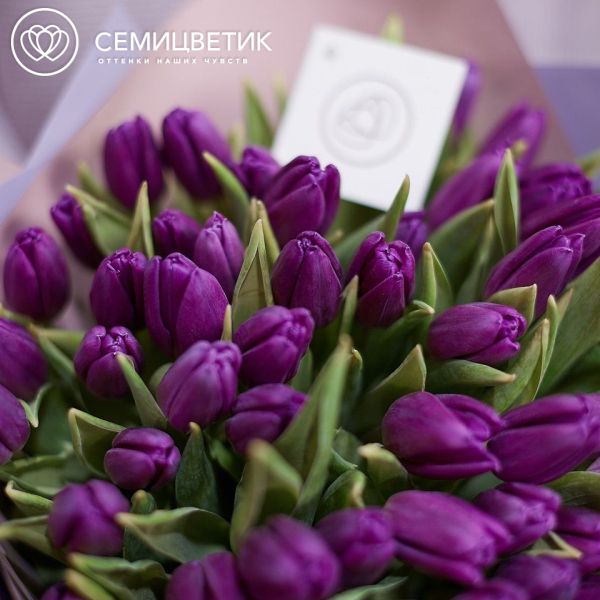 Букет из 51 фиолетового тюльпана
