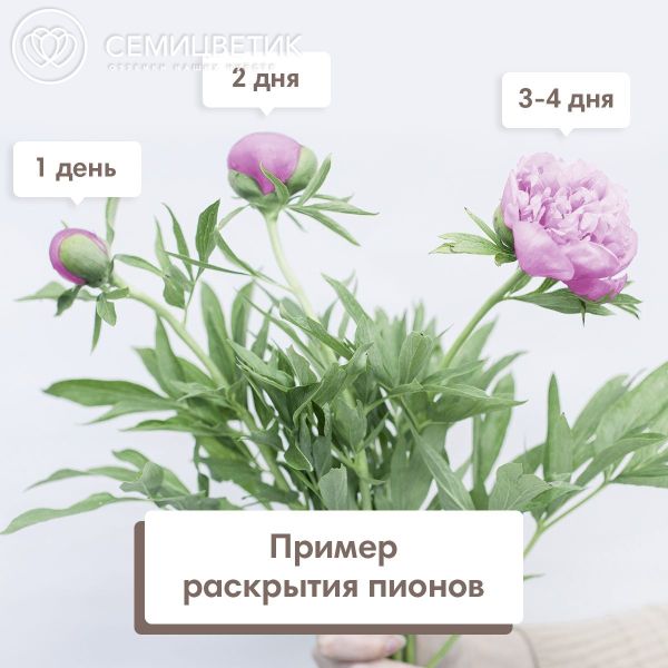 Букет из 11 ярко-розовых пионов Standart